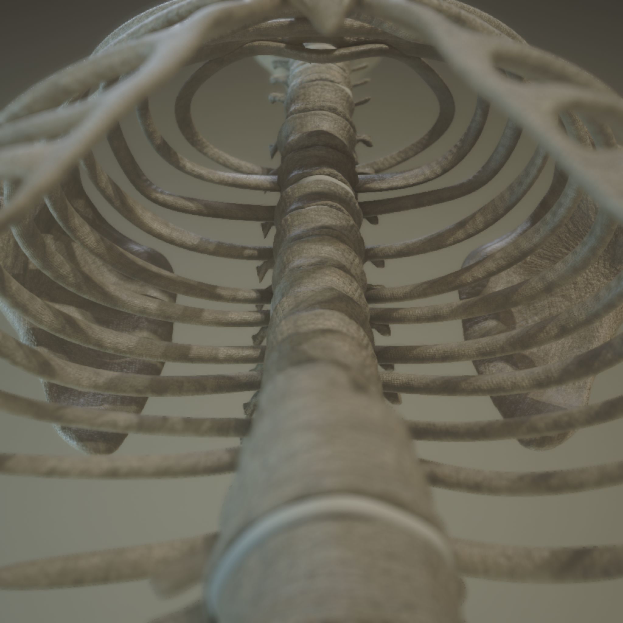 Skeleton Anatomy  3D model_6