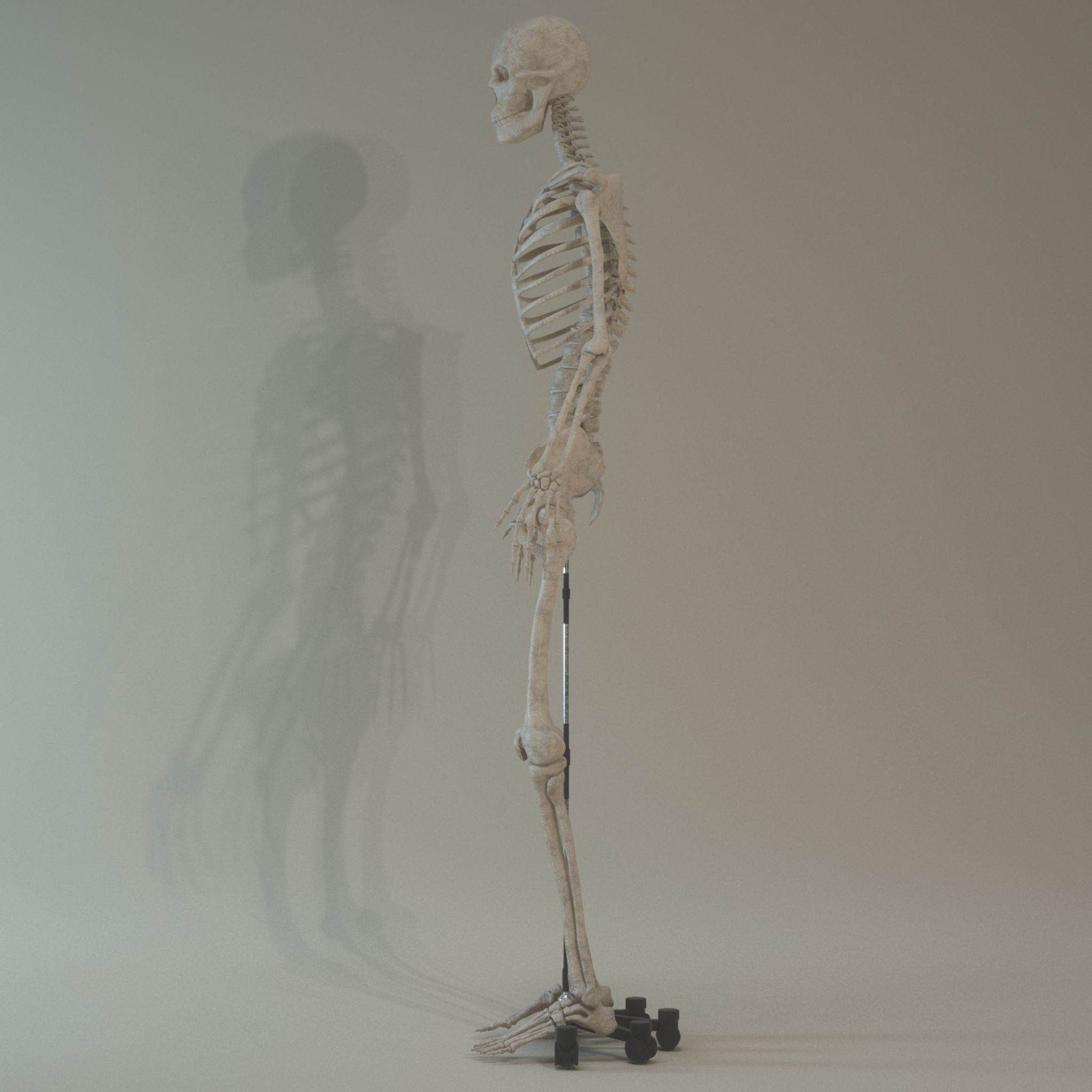 Skeleton Anatomy  3D model_3