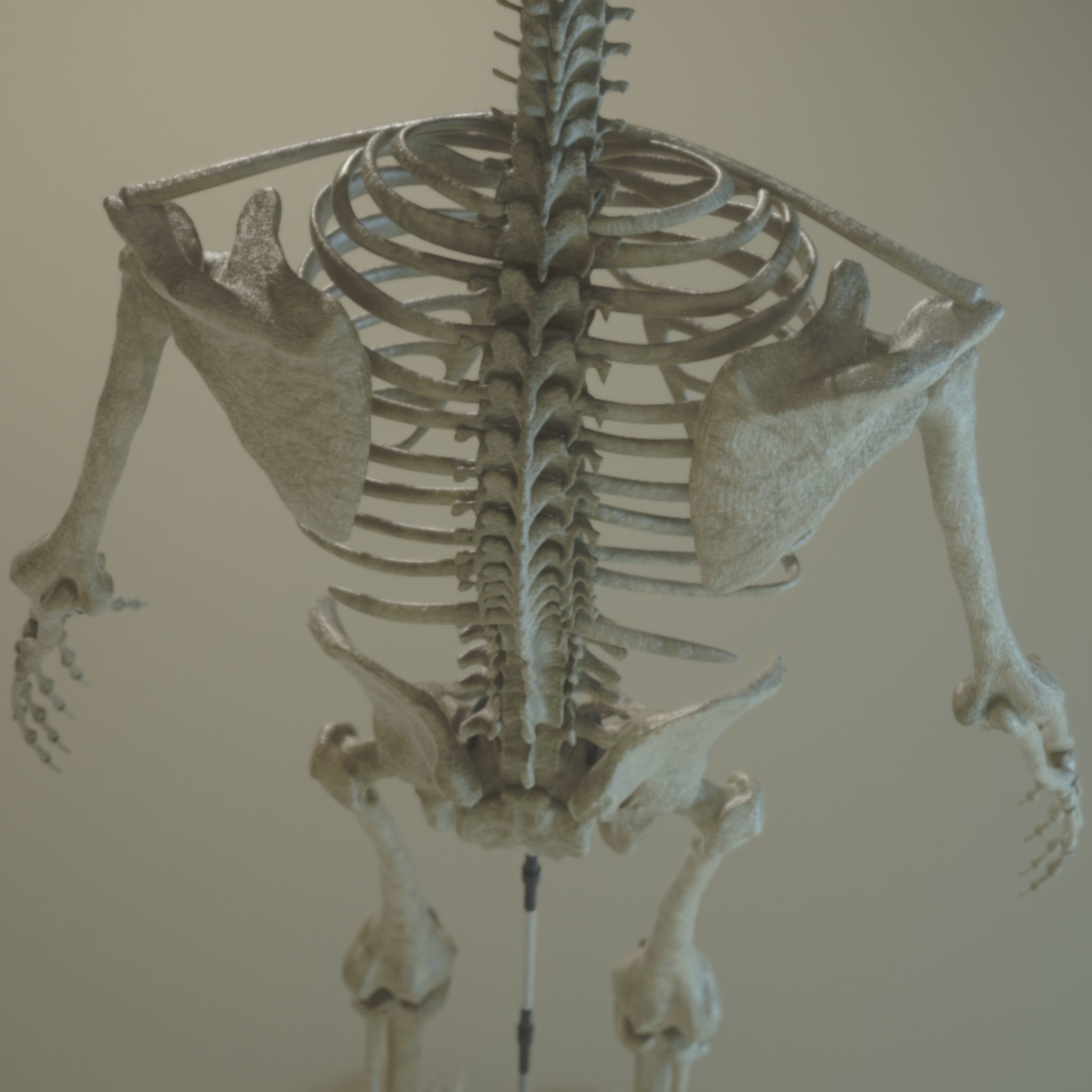 Skeleton Anatomy  3D model_4