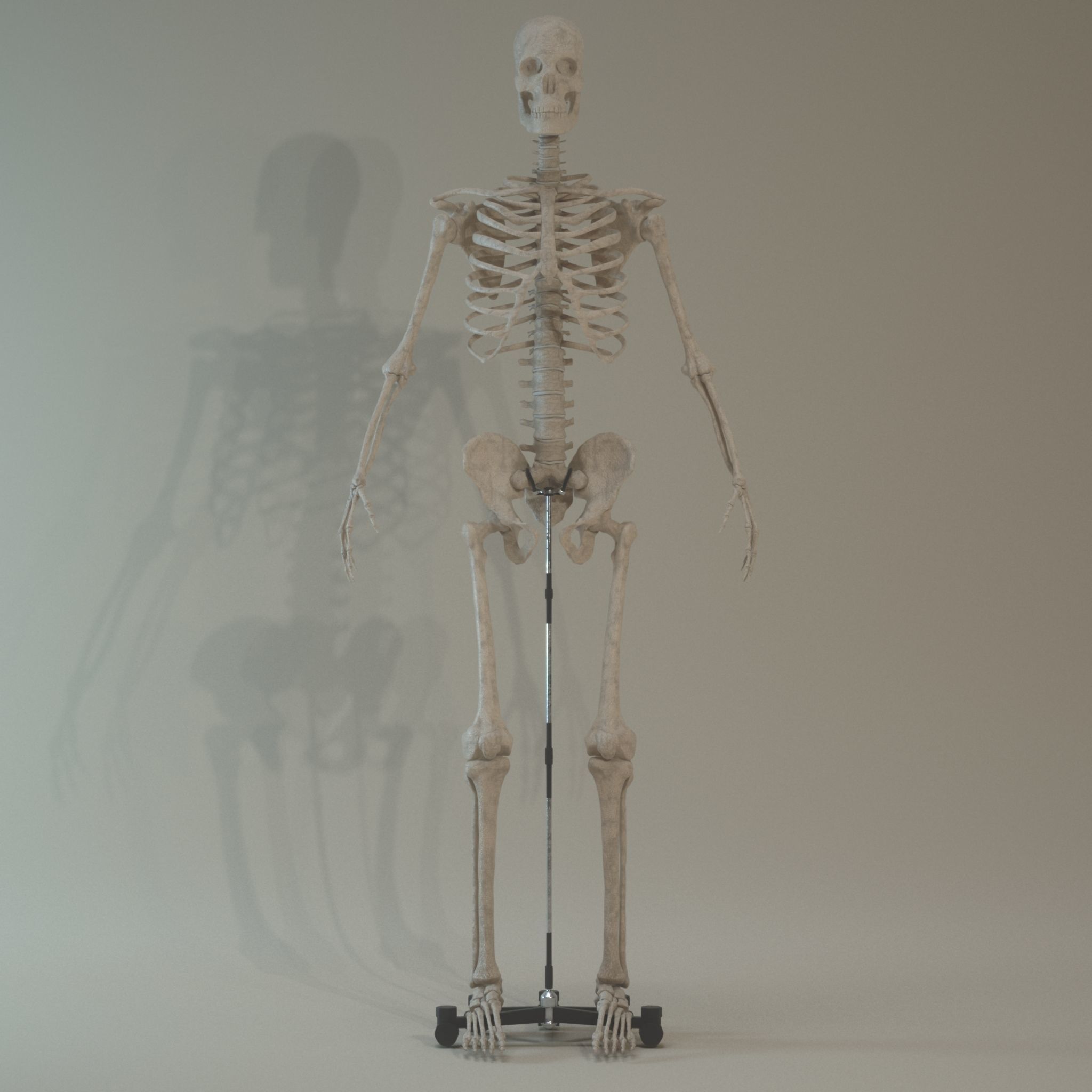 Skeleton Anatomy  3D model_8
