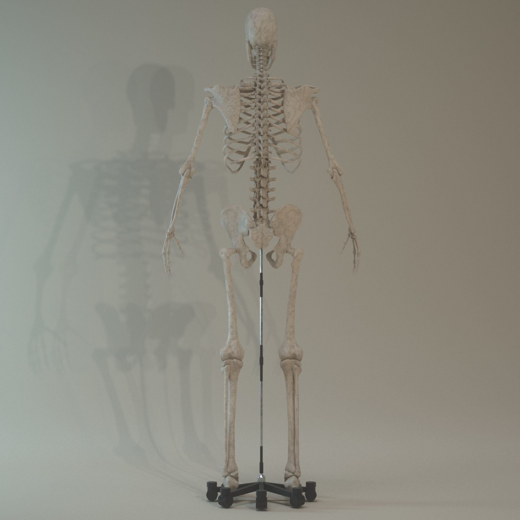 Skeleton Anatomy  3D model_1