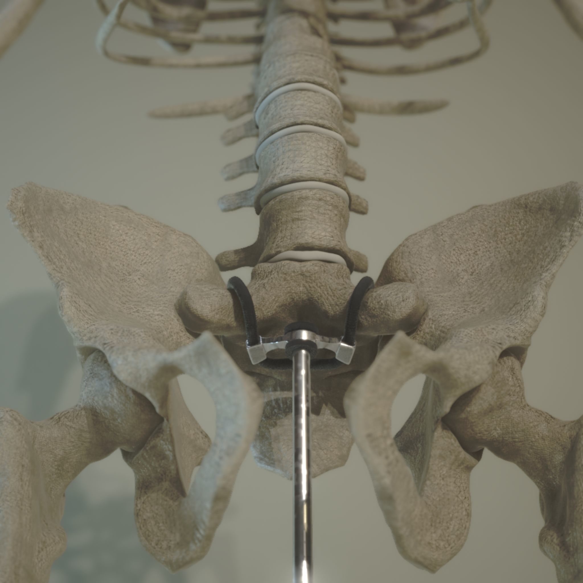 Skeleton Anatomy  3D model_5