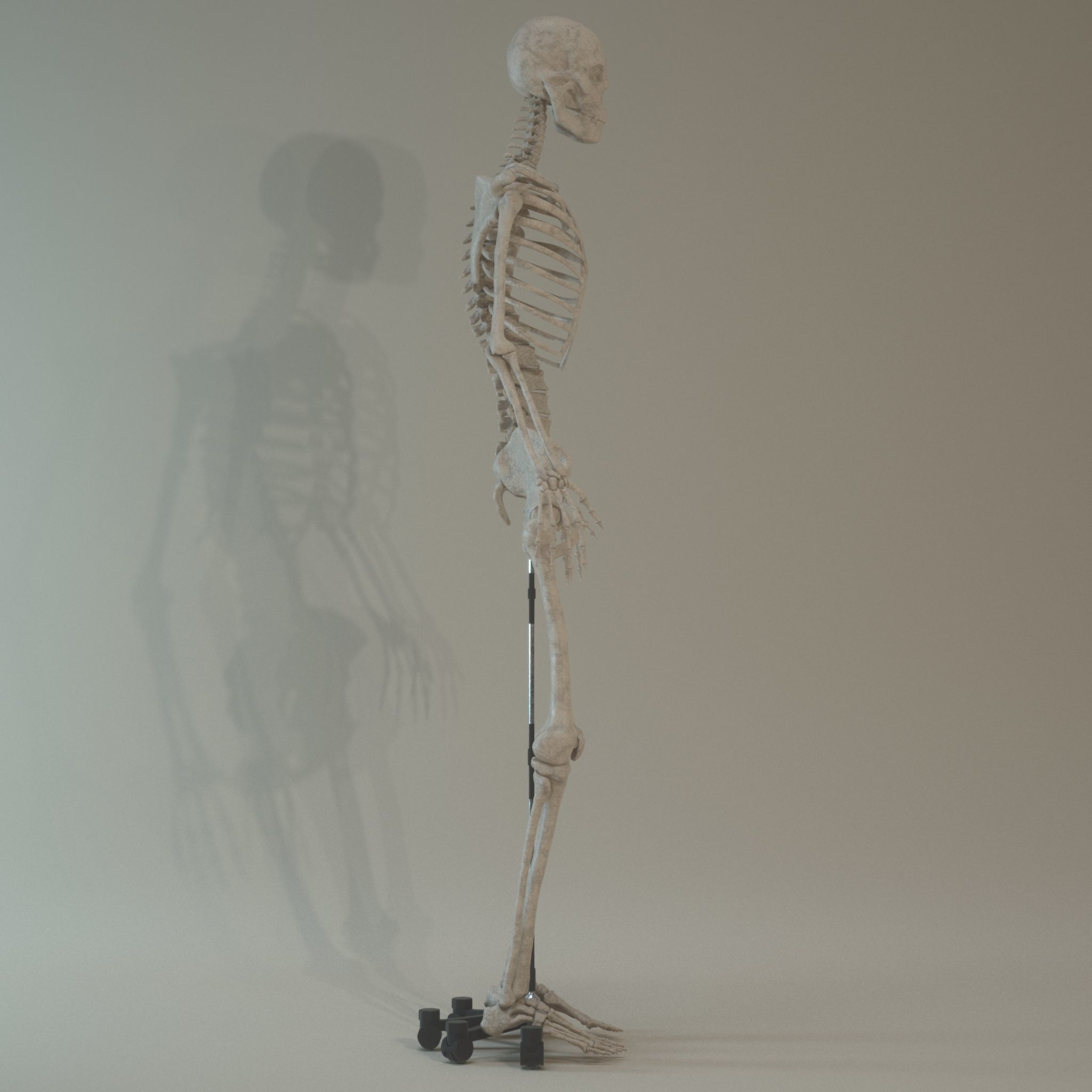 Skeleton Anatomy  3D model_7