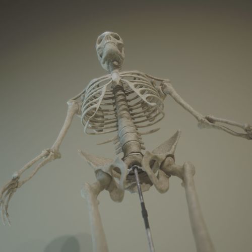 Skeleton Anatomy 