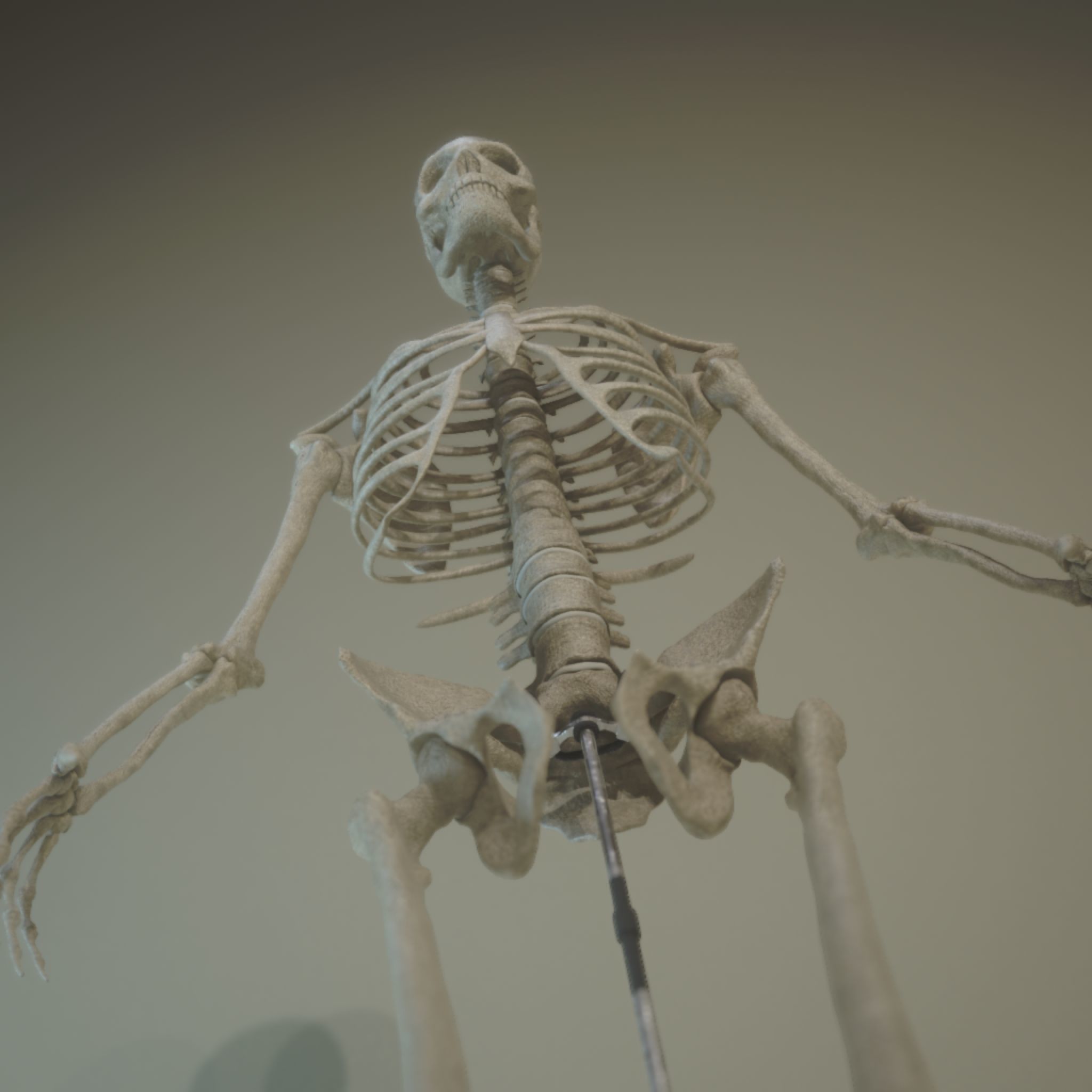 Skeleton Anatomy  3D model_0