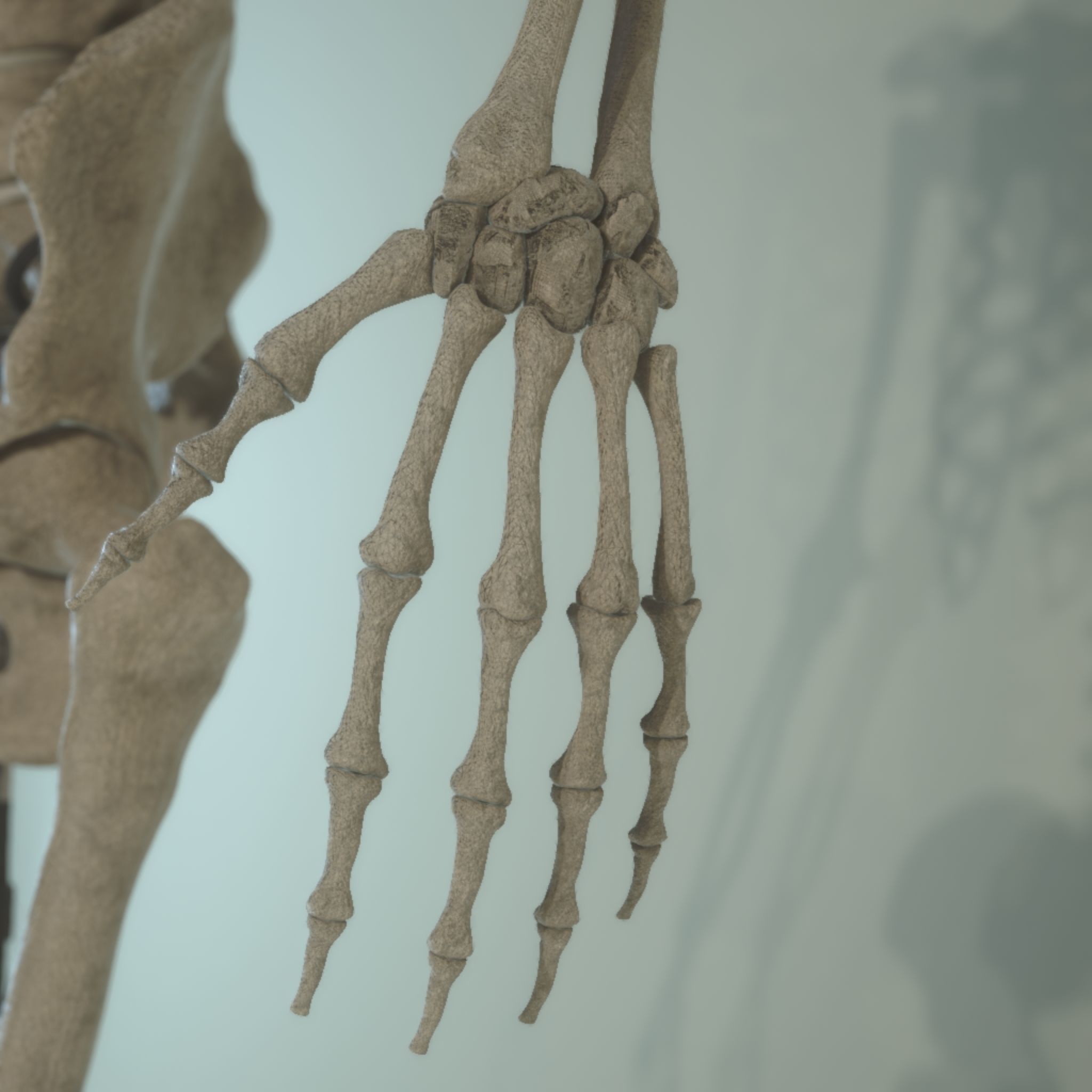Skeleton Anatomy  3D model_2