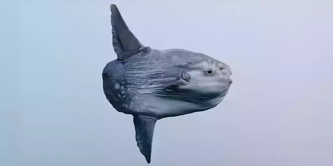 Sunfish