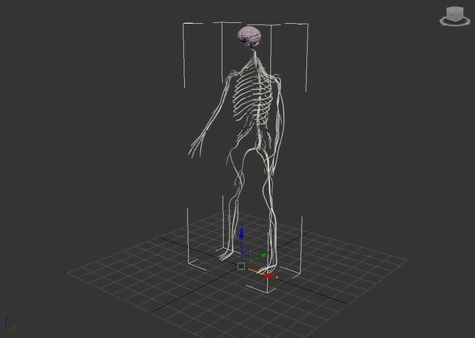 Nervous System  3D model