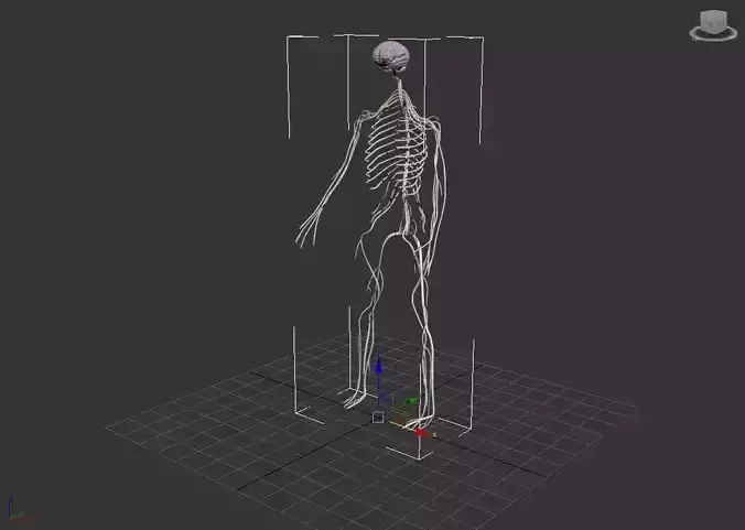 Nervous System  3D model