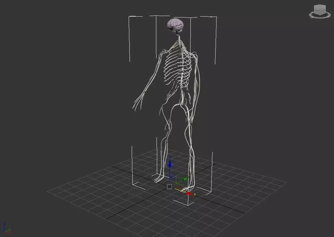 Nervous System  3D model_0