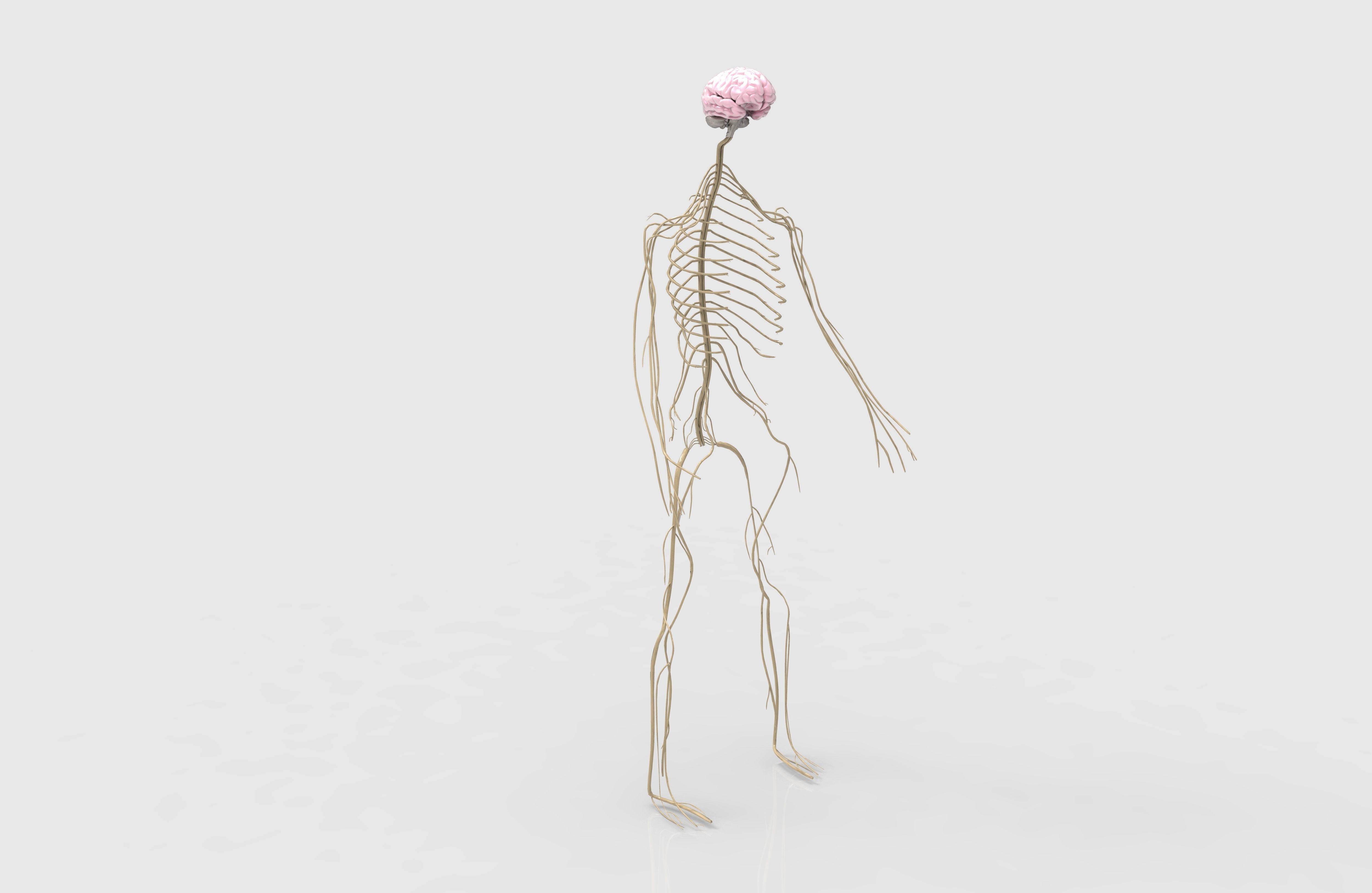 Nervous System  3D model_2