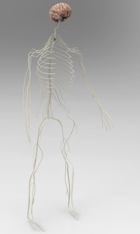 Nervous System  3D model_1