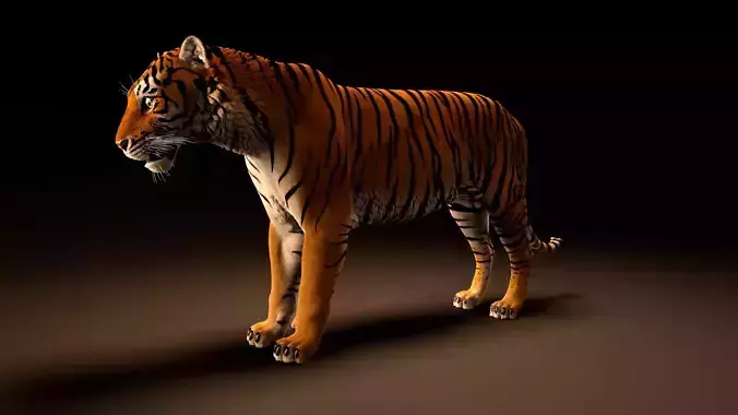 Tiger rig model with muscle simulation and xgen grooming
