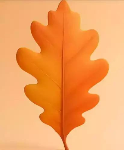 A single oak leaf