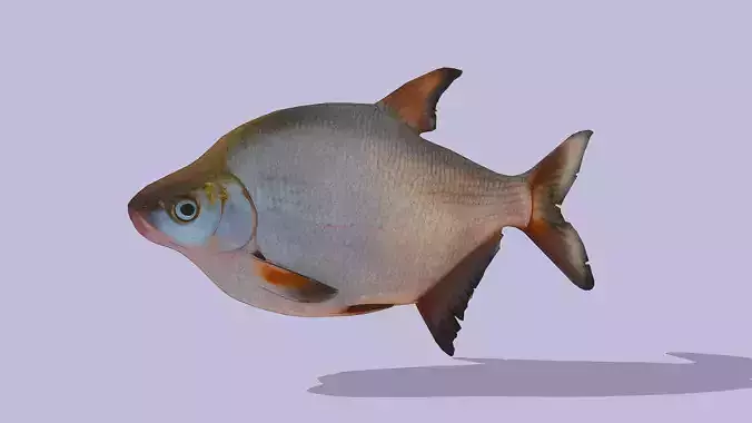 Bream