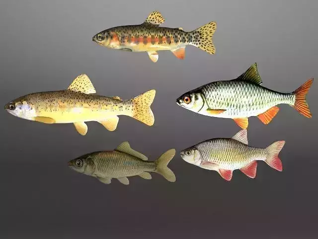 5 Fish Model