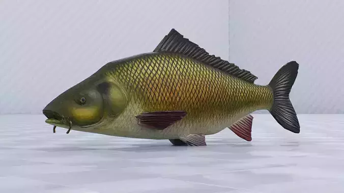 Common Carp