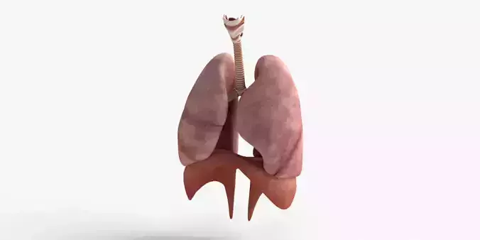 Realistic Human Lungs with Trachea Diaphragm 3D Model