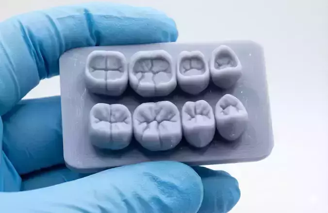 Occlusal Restoration Training Models  Upper and Lower