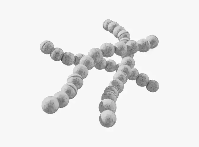 Streptococcus Pyogenes Bacteria 3D model