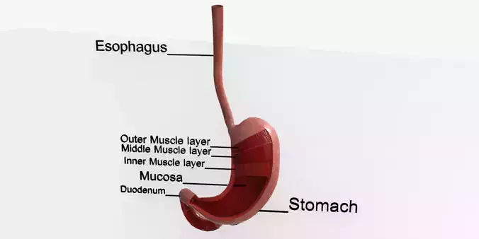 Human Stomach Anatomy with Labelled Muscle Layers 3D Model