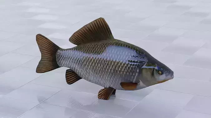 Crucian Carp
