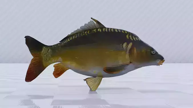 Mirror Carp