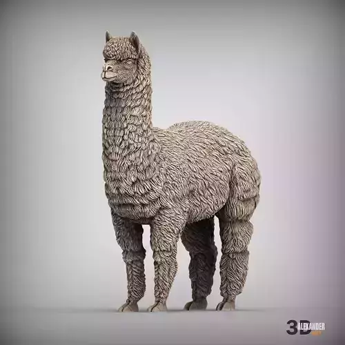 alpaca