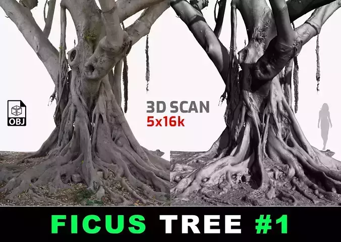 Giant Ficus Tree 1 Textures 5x16k 5x24k 3D Model RAW 3D scan