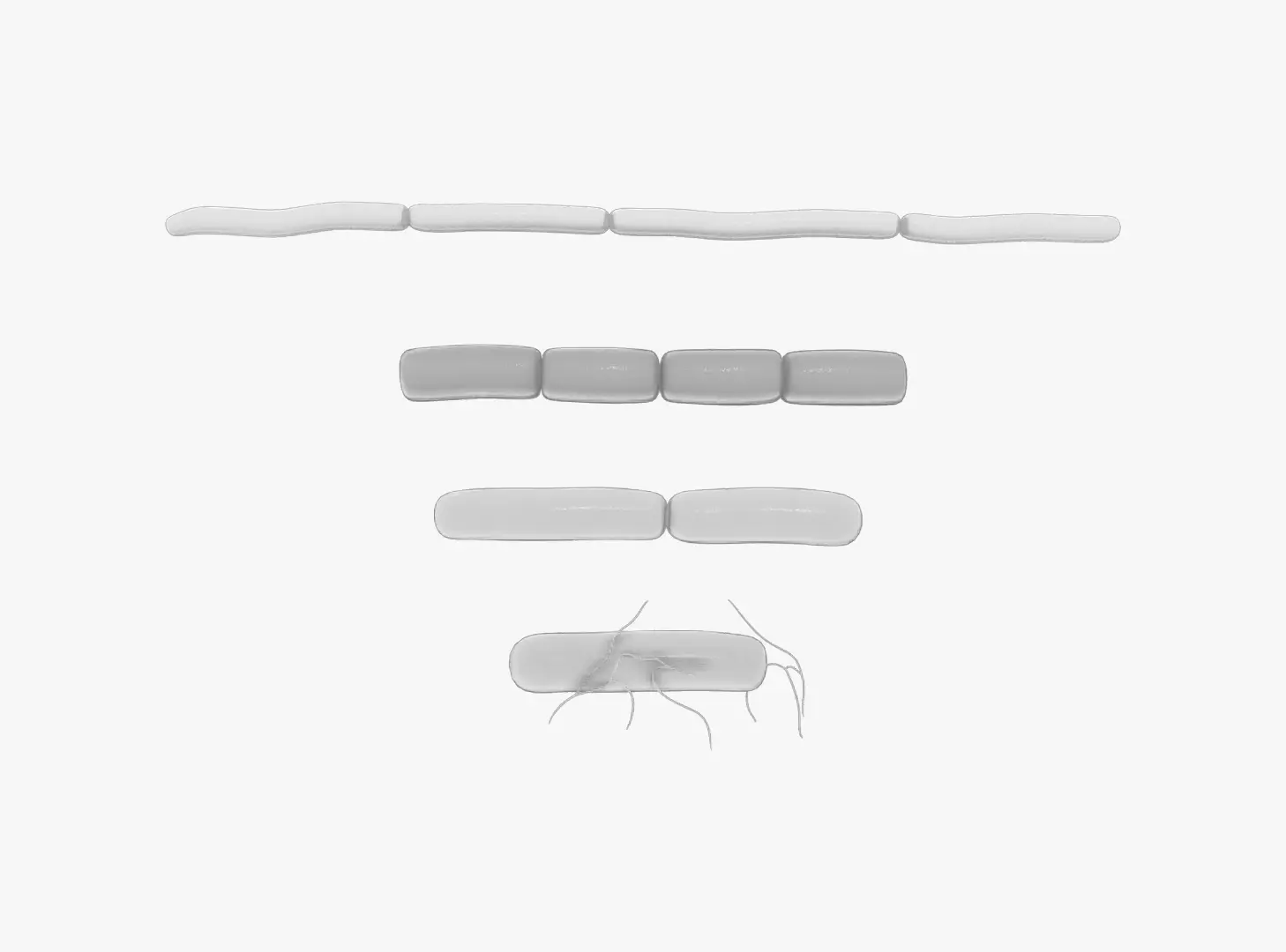 Bacillus Bacteria 3D model