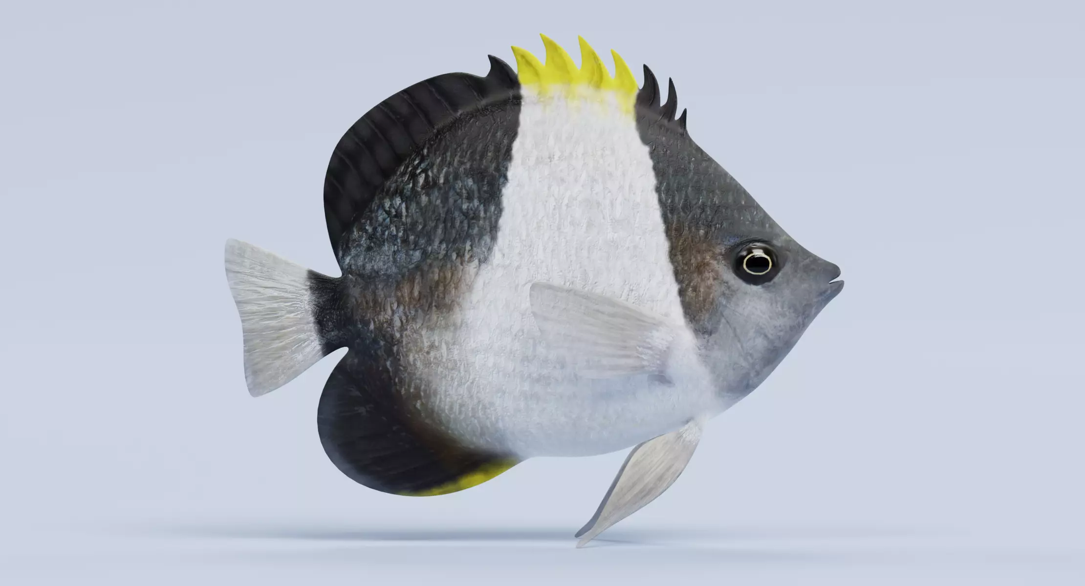 Tropical Fish - Black Pyramid Butterflyfish 3D model
