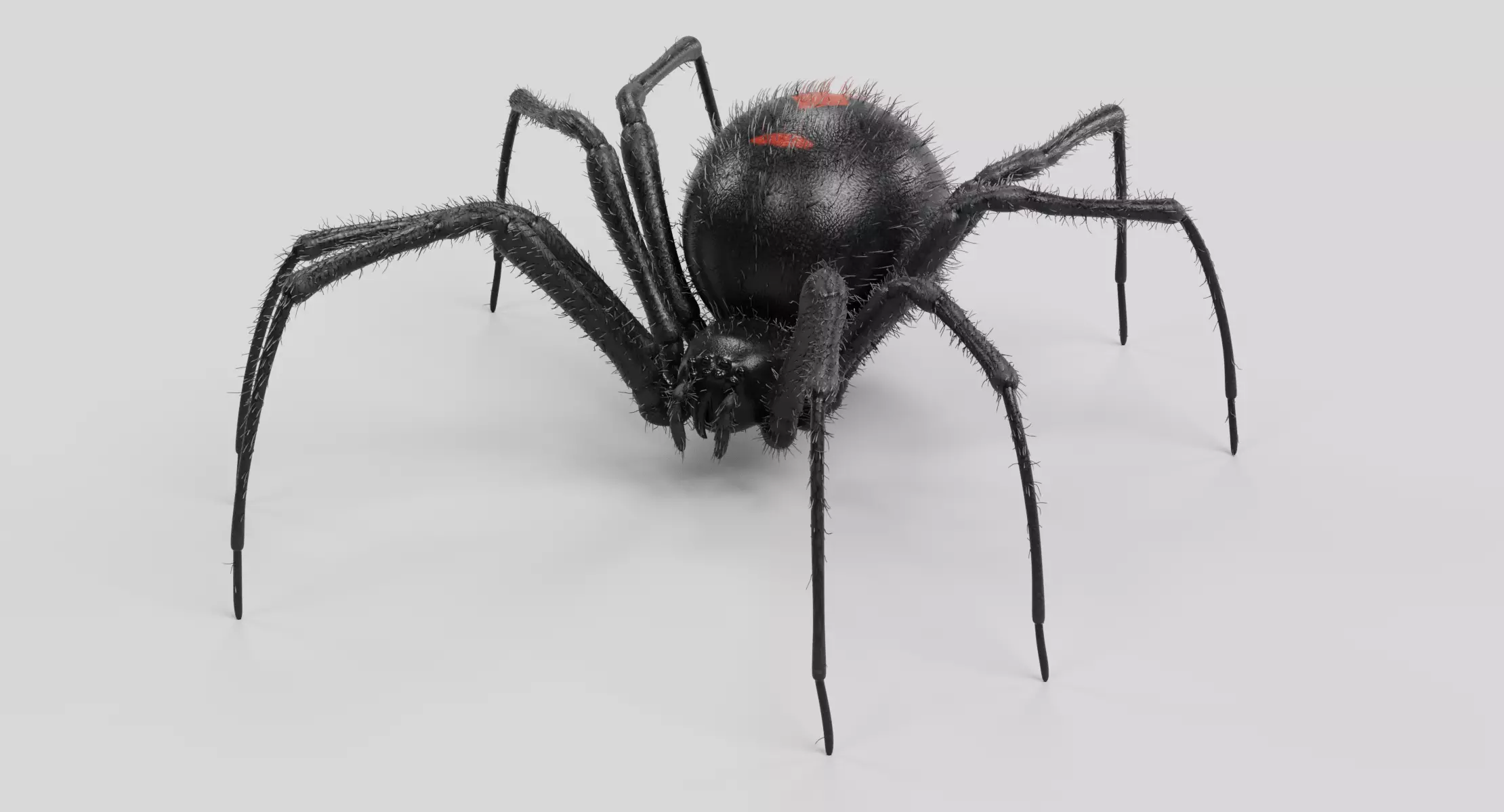 Black Widow - Realistic Latrodectus Hasselti Spider with Setae 3D model