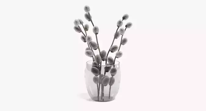 -Willow Catkins in Vase-