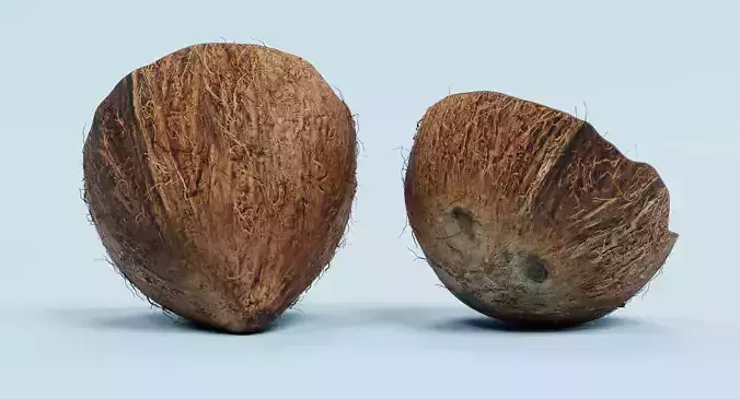 Cracked Coconut - Realistic Split Tropical Fruit 3D model 7