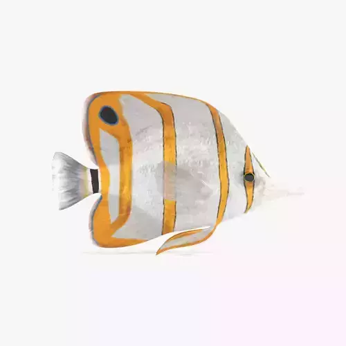 - Tropical Fish - Copperband Butterflyfish -