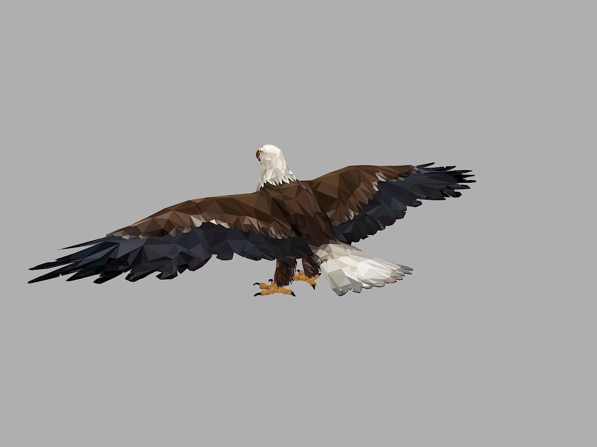 Bald Eagle Low Polygon Art Bird Animal Low-poly 3D model_11