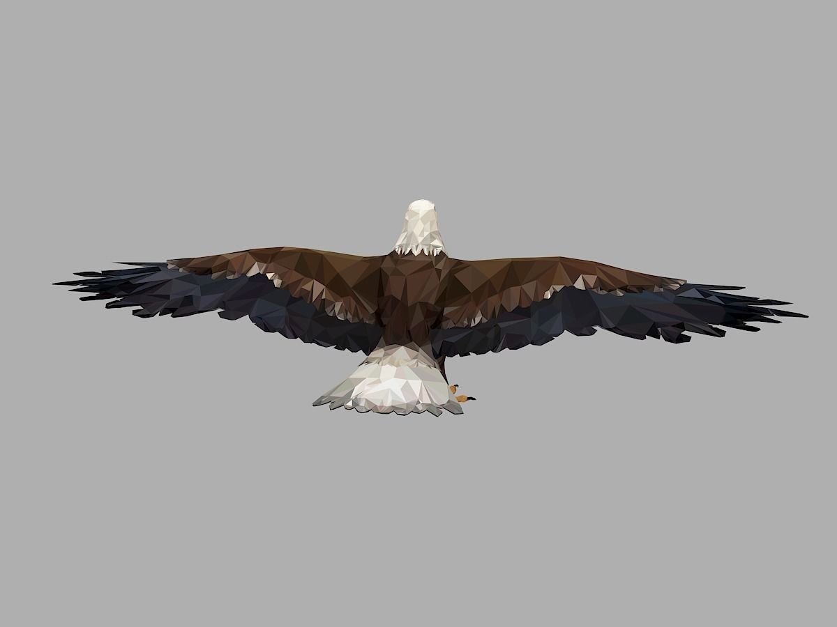 Bald Eagle Low Polygon Art Bird Animal Low-poly 3D model_12