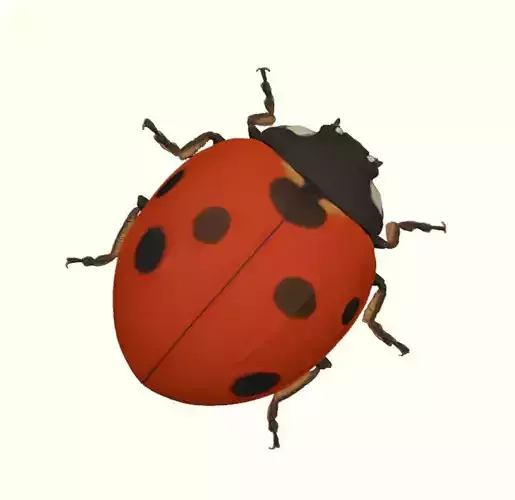 Garden Ladybug Beetle