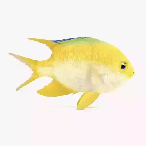 - Tropical Fish - Golden Damsel -