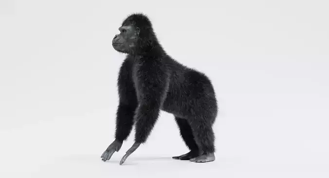 -Western Lowland Gorilla-