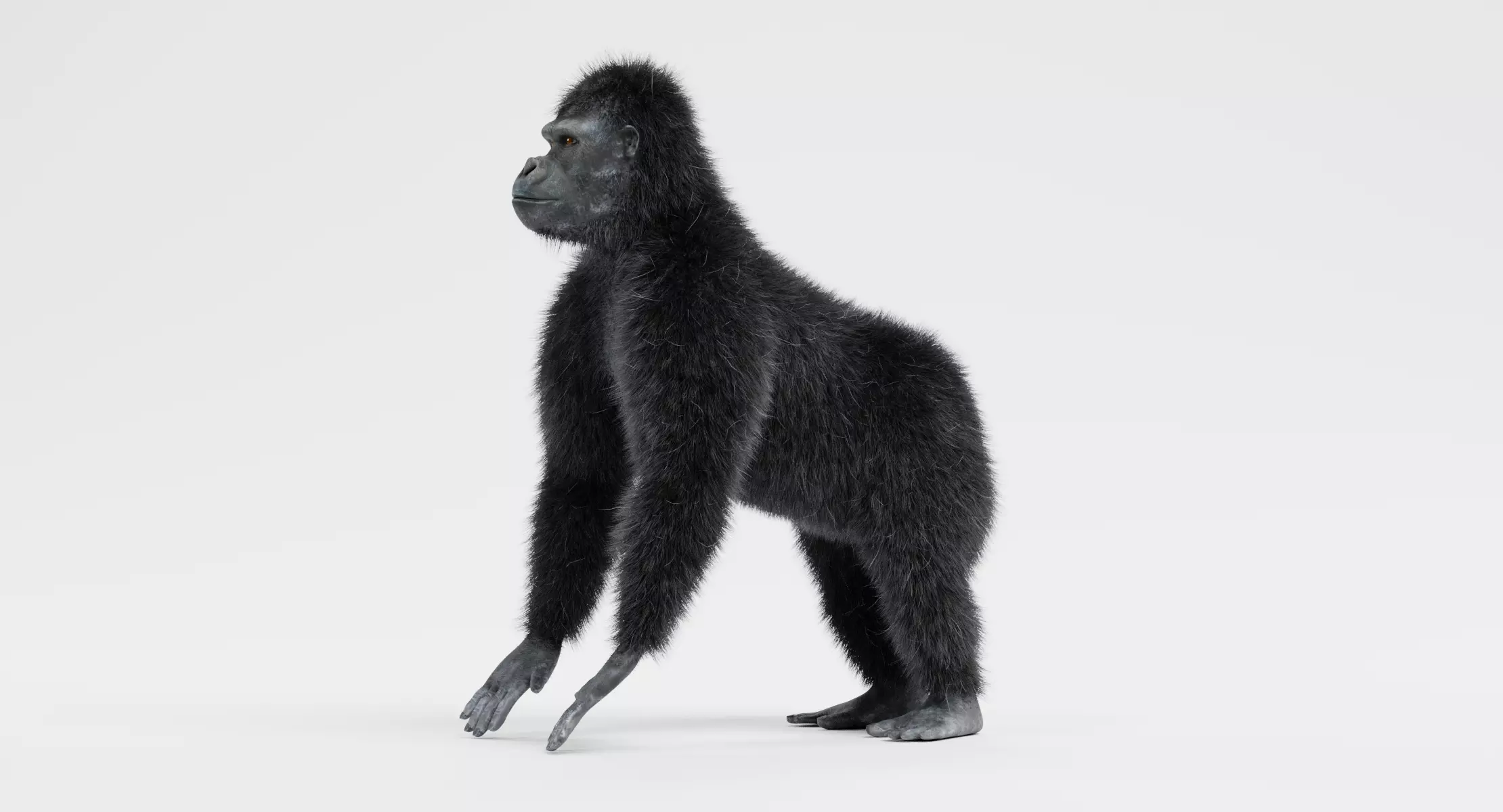 Western Lowland Gorilla - Wildlife Primate Animal 3D model