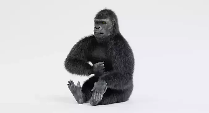 -Western Lowland Gorilla Rigged-