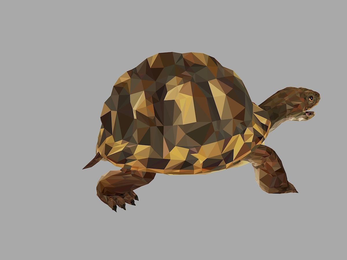 Reptile Turtle Low Polygon Art Animal Low-poly 3D model_25