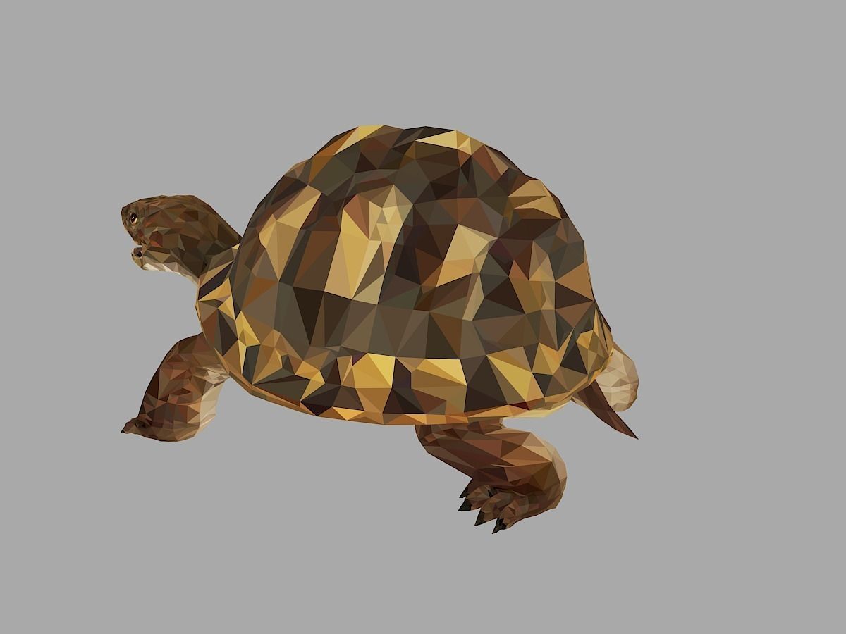 Reptile Turtle Low Polygon Art Animal Low-poly 3D model_13