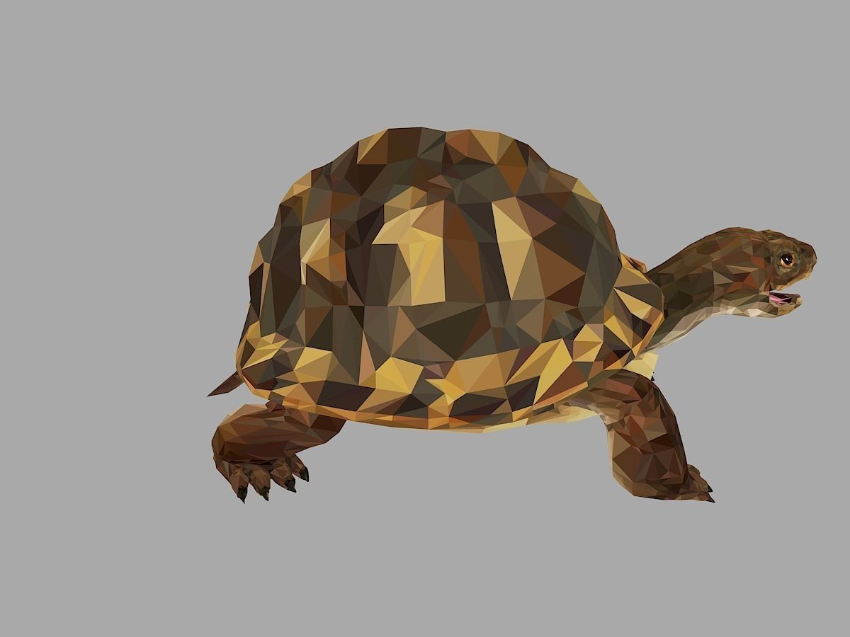 Reptile Turtle Low Polygon Art Animal Low-poly 3D model_26