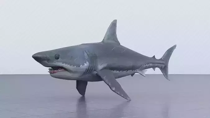 Great White Shark