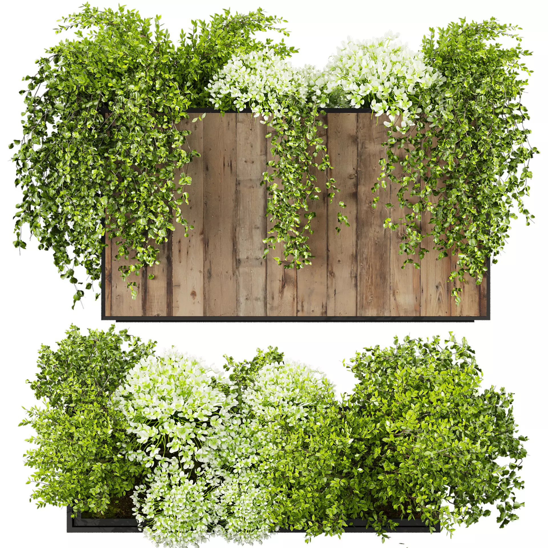 plant vol 759 - bush - box - ivy 3D model