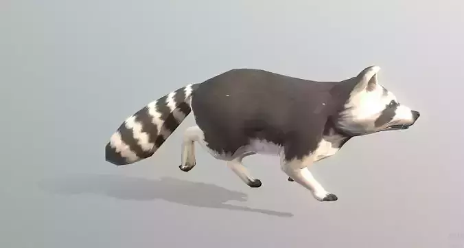 LITTLE RACOON TROT WALKING Pbr Fbx Animated
