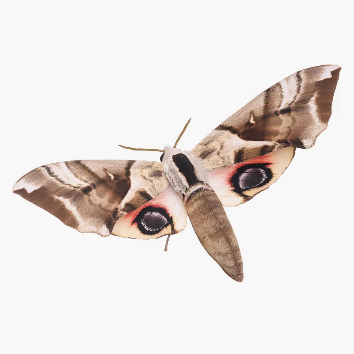 Moth Smerinthus planus hawkmoth Low-poly 3D model