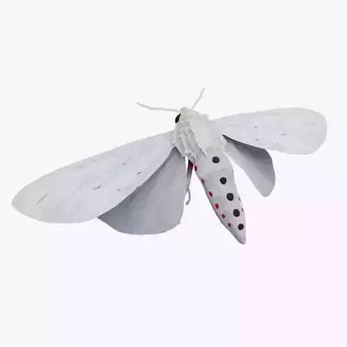 Moth Chionarctia nivea 